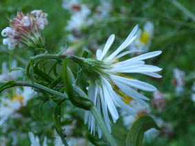 Aster sp